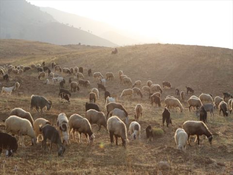 広大なシラーズのザクロス山脈に放牧された羊たち